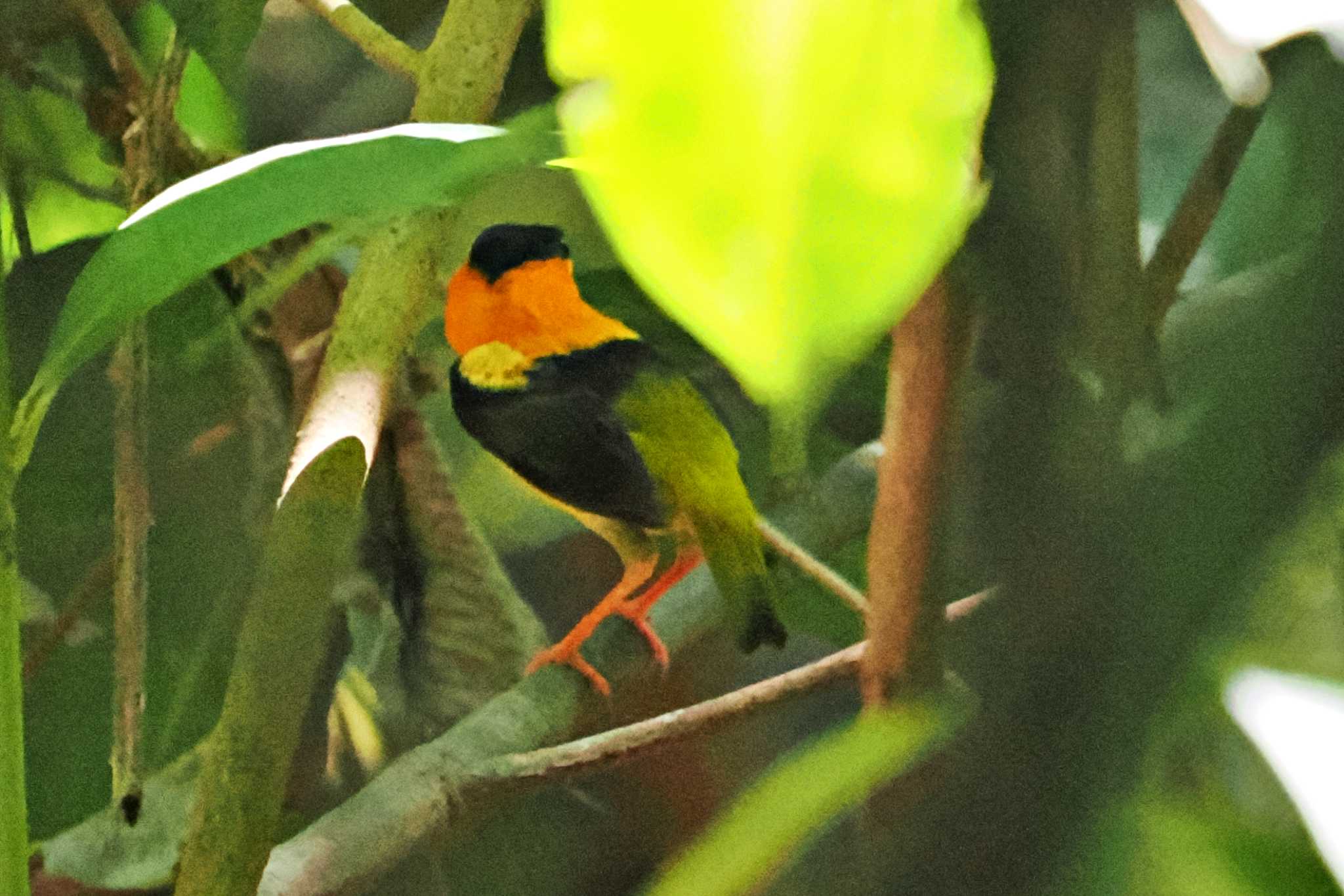 Photo of Orange-collared Manakin at Trogon Lodge(Costa Rica) by 藤原奏冥