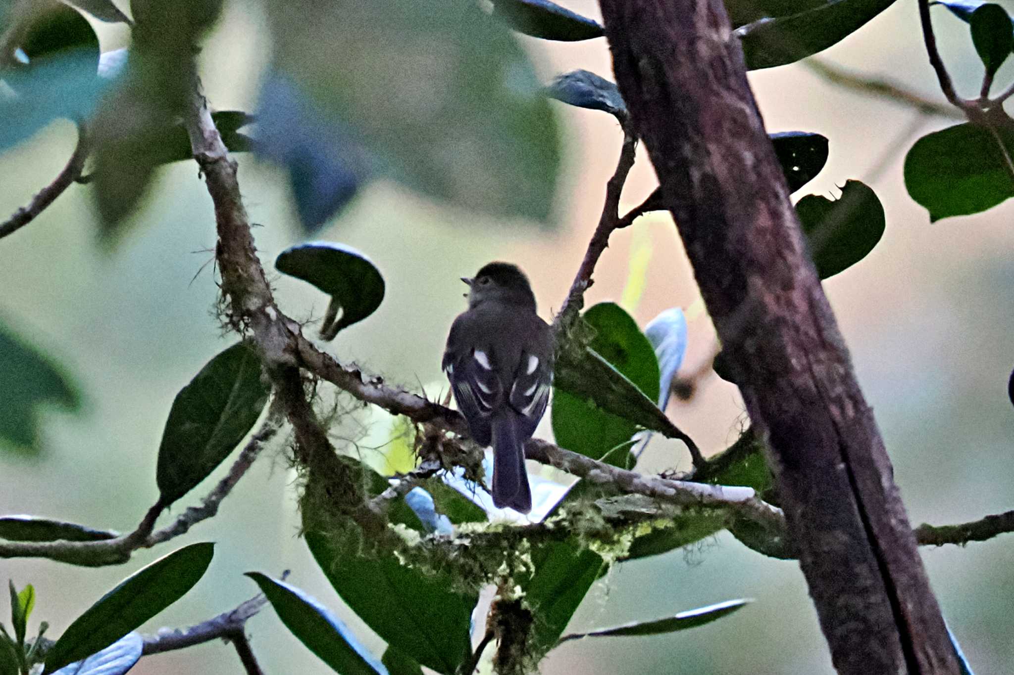 Galería de Colibries y Restaurante Cinchona(Costa Rica) ミヤマキクタイランチョウの写真 by 藤原奏冥