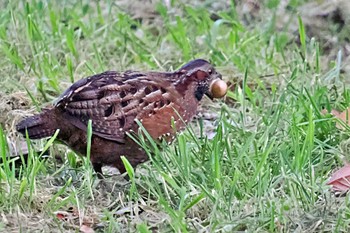 Spotted Wood Quail