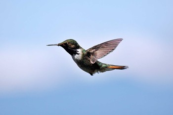 Volcano Hummingbird Galería de Colibries y Restaurante Cinchona(Costa Rica) Tue, 2/13/2024