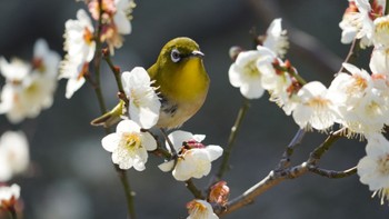 メジロ 浜離宮恩賜庭園 2024年2月18日(日)