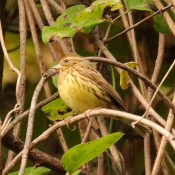 Masked Bunting 松田川ダム Sun, 11/25/2018