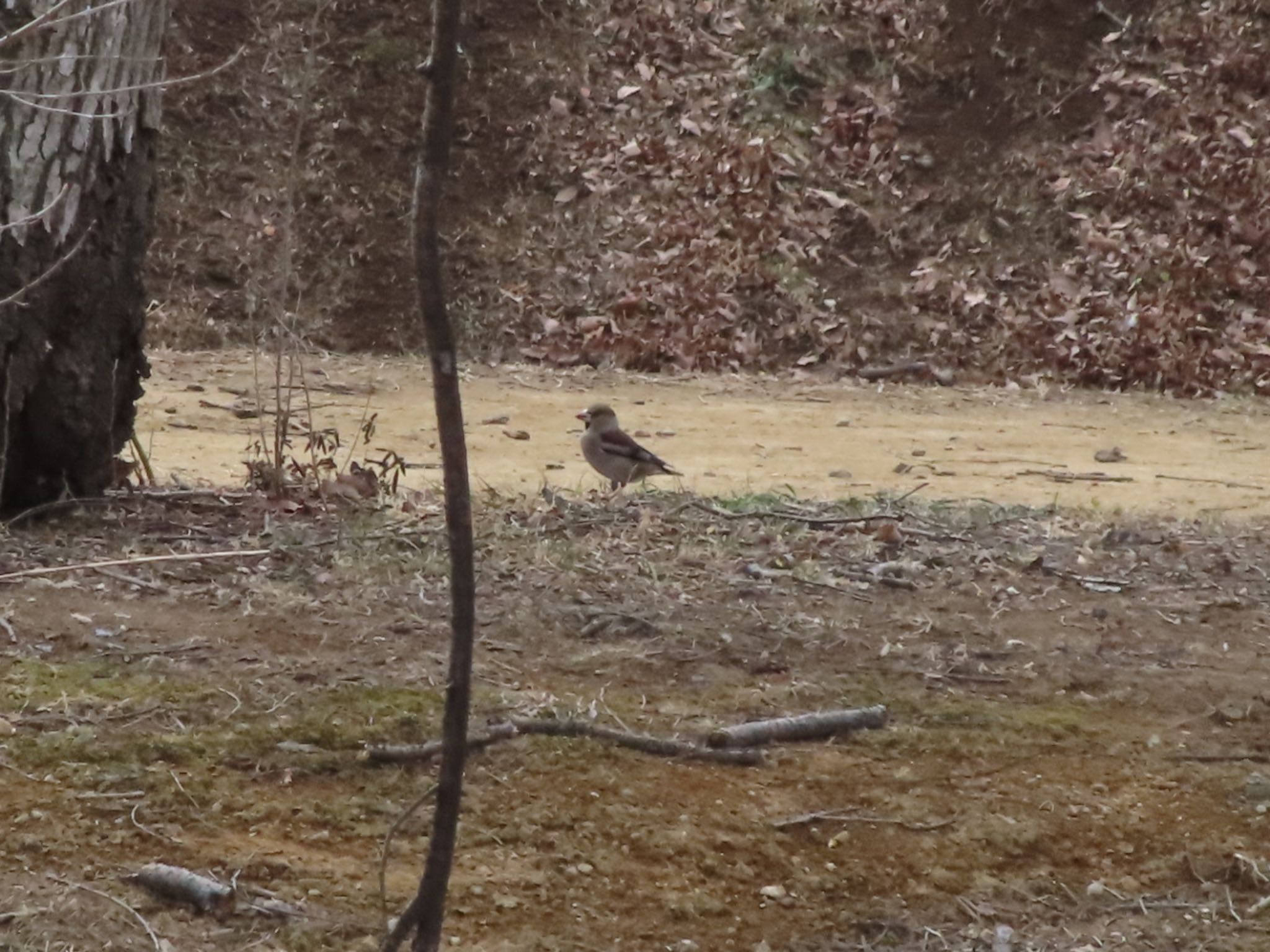 Hawfinch