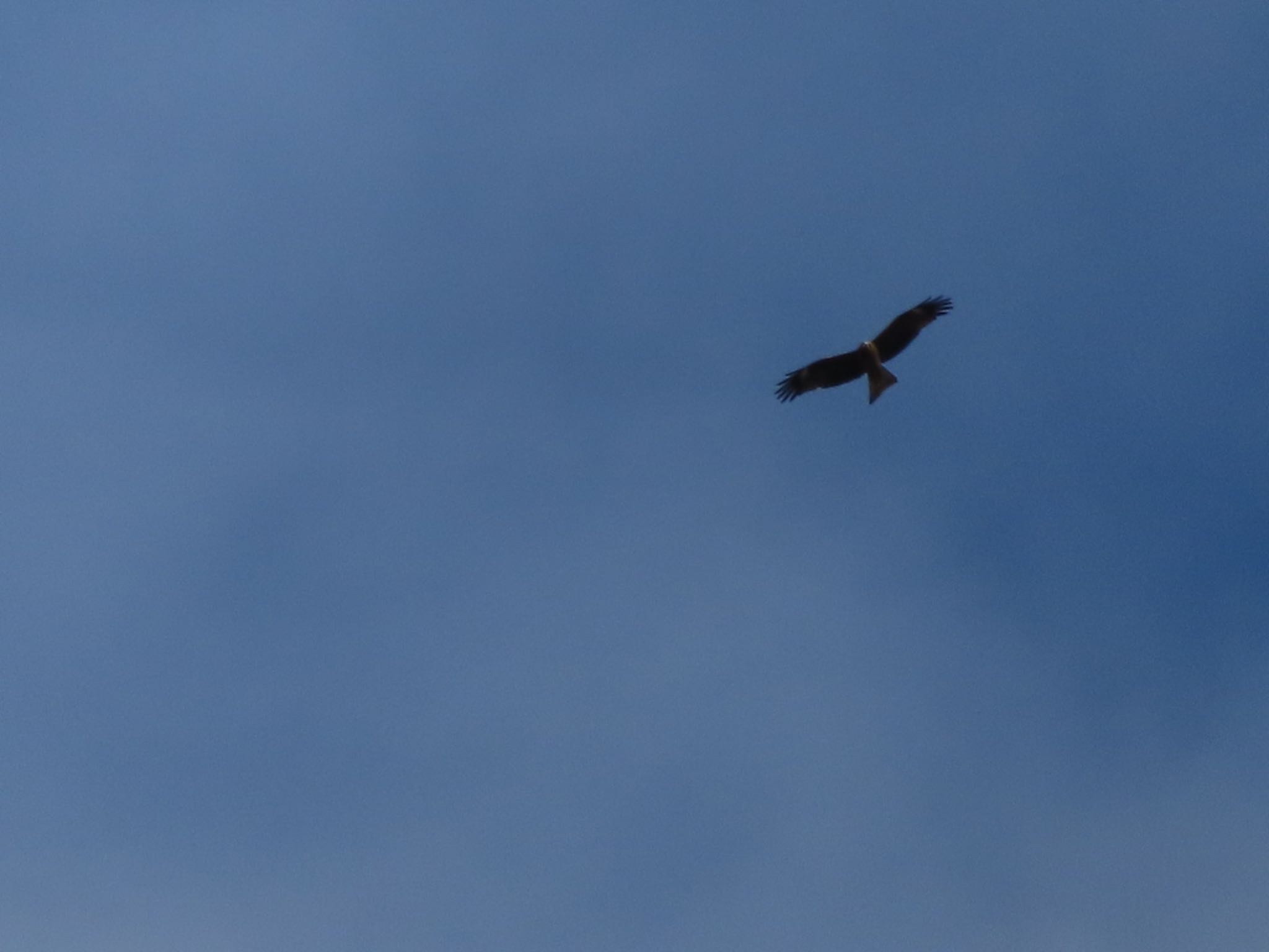 Photo of Black Kite at 大室公園 by アカウント12456