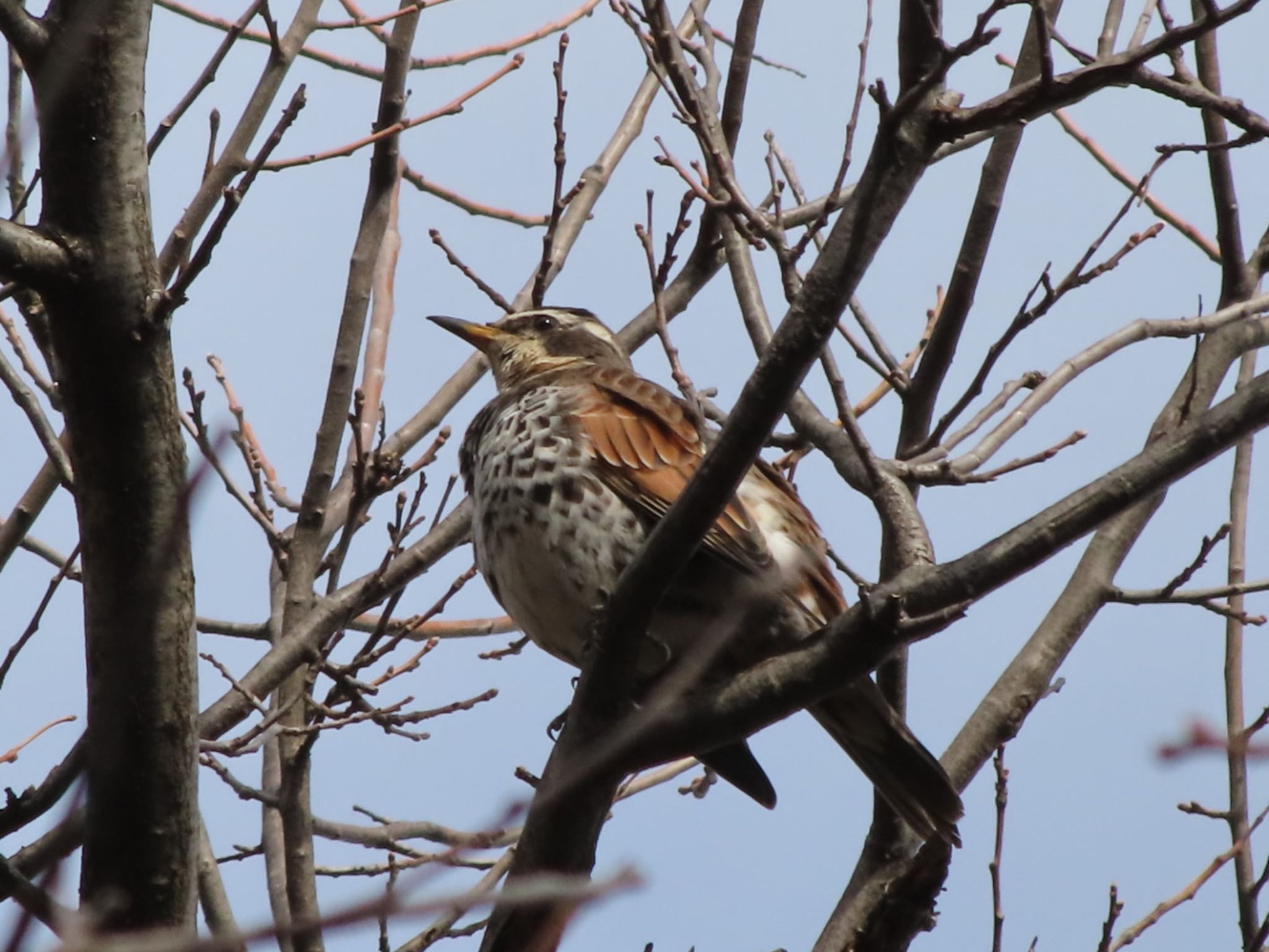 Photo of Dusky Thrush at 大室公園 by アカウント12456