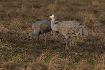 Sandhill Crane Izumi Crane Observation Center Sat, 2/10/2024