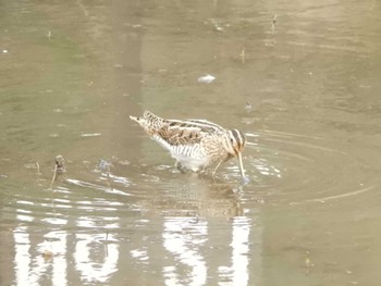 2024年2月18日(日) 舞岡公園の野鳥観察記録