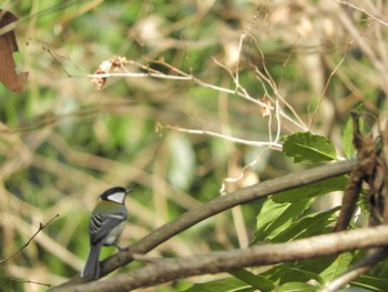 Japanese Tit 横浜自然観察の森 Sun, 2/18/2024