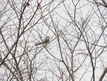 Long-tailed Tit 横浜自然観察の森 Sun, 2/18/2024