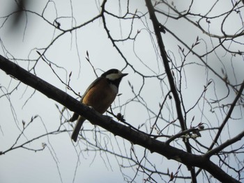 Varied Tit 横浜自然観察の森 Sun, 2/18/2024