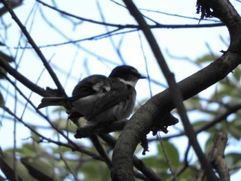 Ryukyu Minivet 横浜自然観察の森 Sun, 2/18/2024