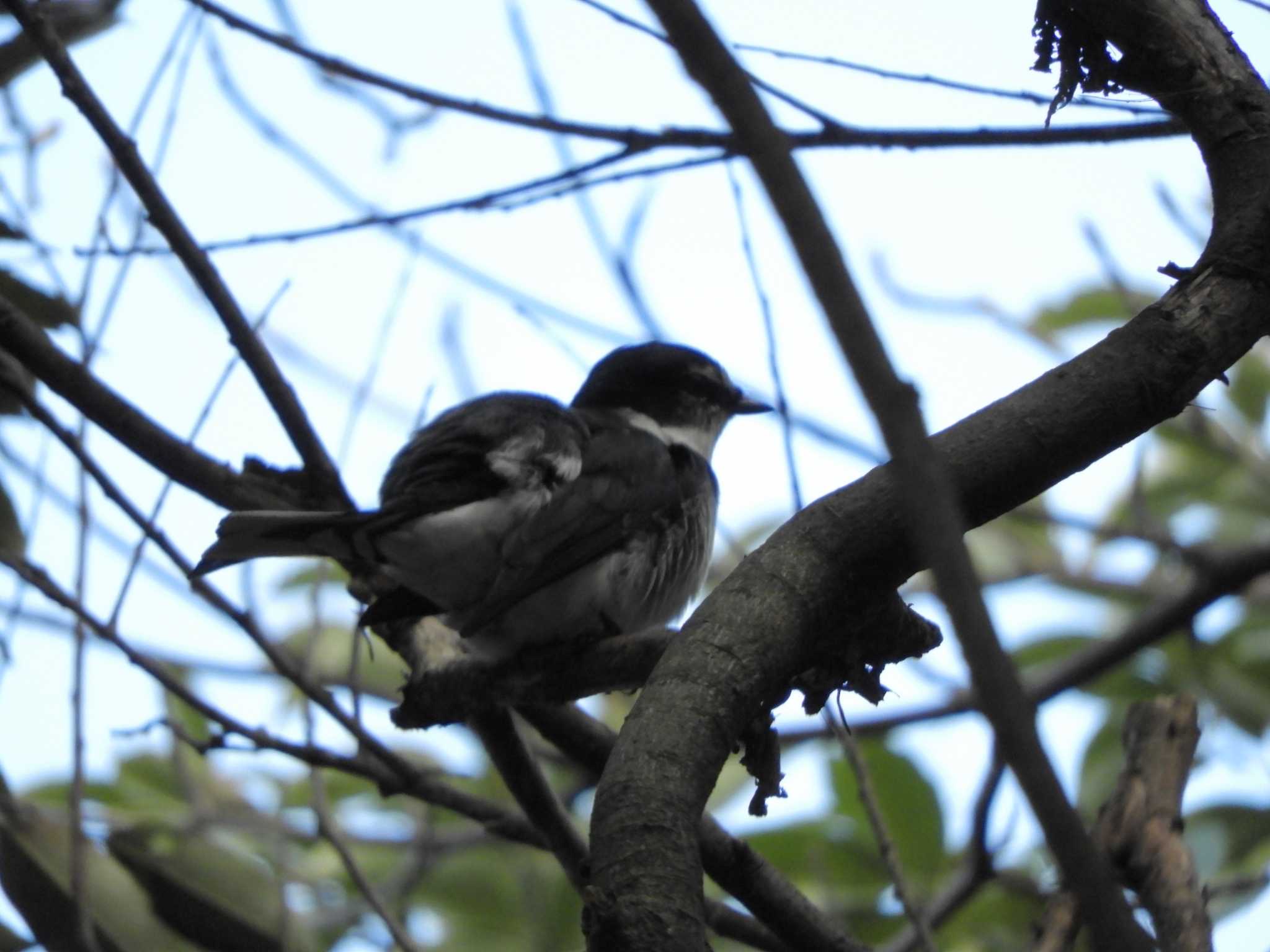 横浜自然観察の森 リュウキュウサンショウクイの写真 by maru