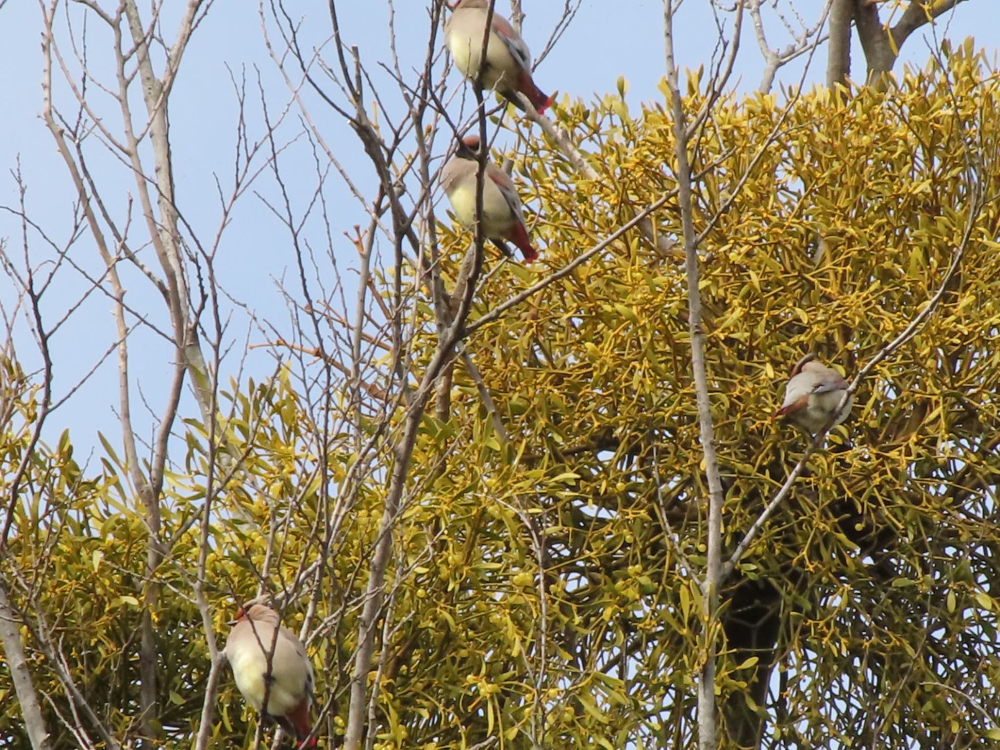 Photo of Japanese Waxwing at 大室公園 by アカウント12456
