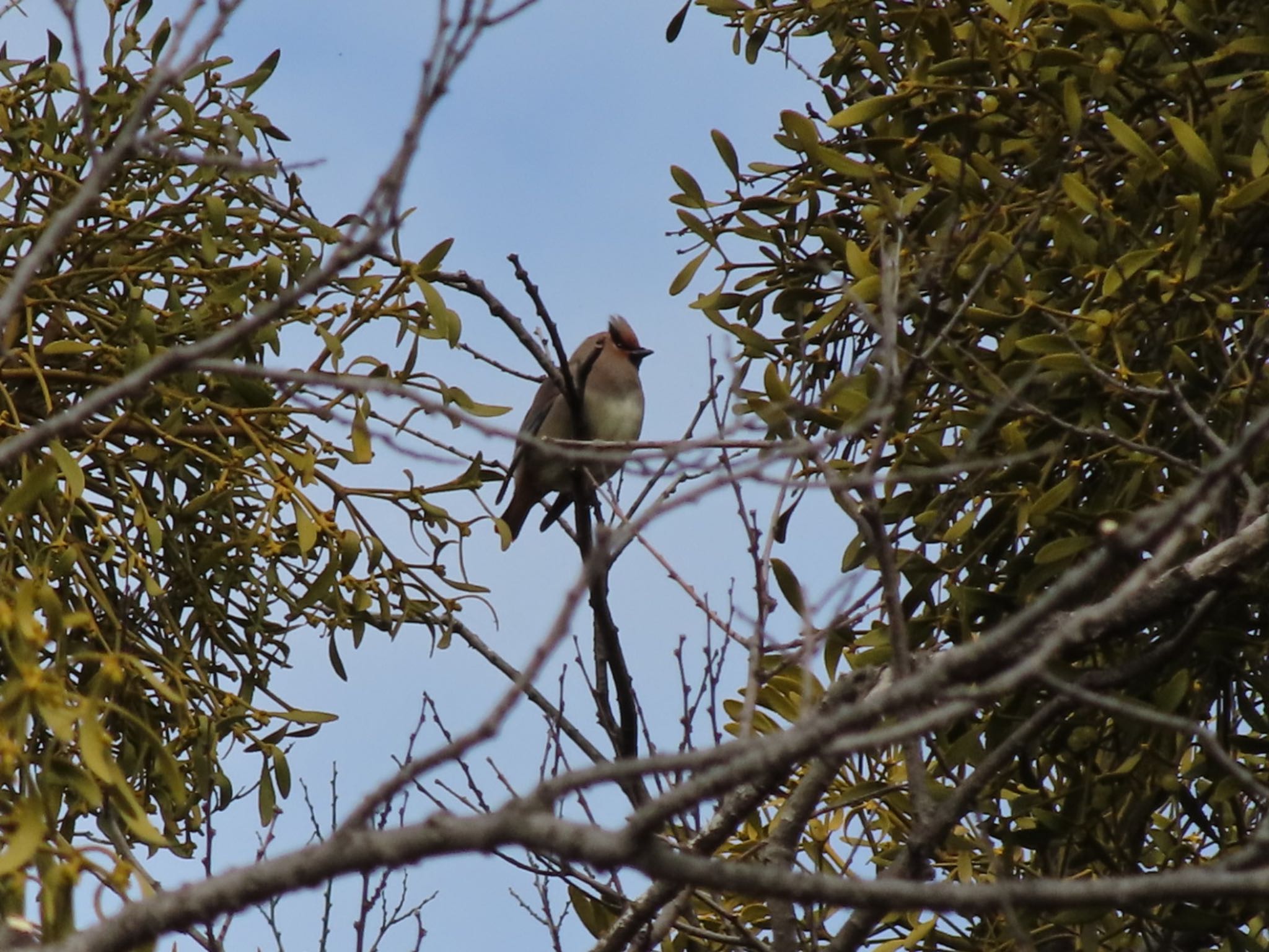 Japanese Waxwing