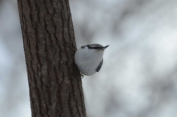 ゴジュウカラ 場所が不明 2024年2月4日(日)