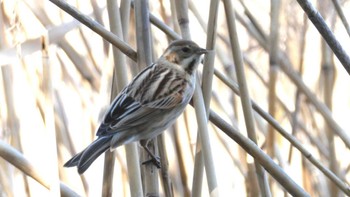 2024年2月18日(日) 葛西臨海公園の野鳥観察記録