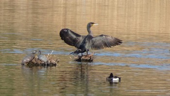 カワウ 葛西臨海公園 2024年2月18日(日)