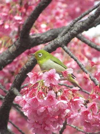 Warbling White-eye 荏原神社 Sun, 2/18/2024