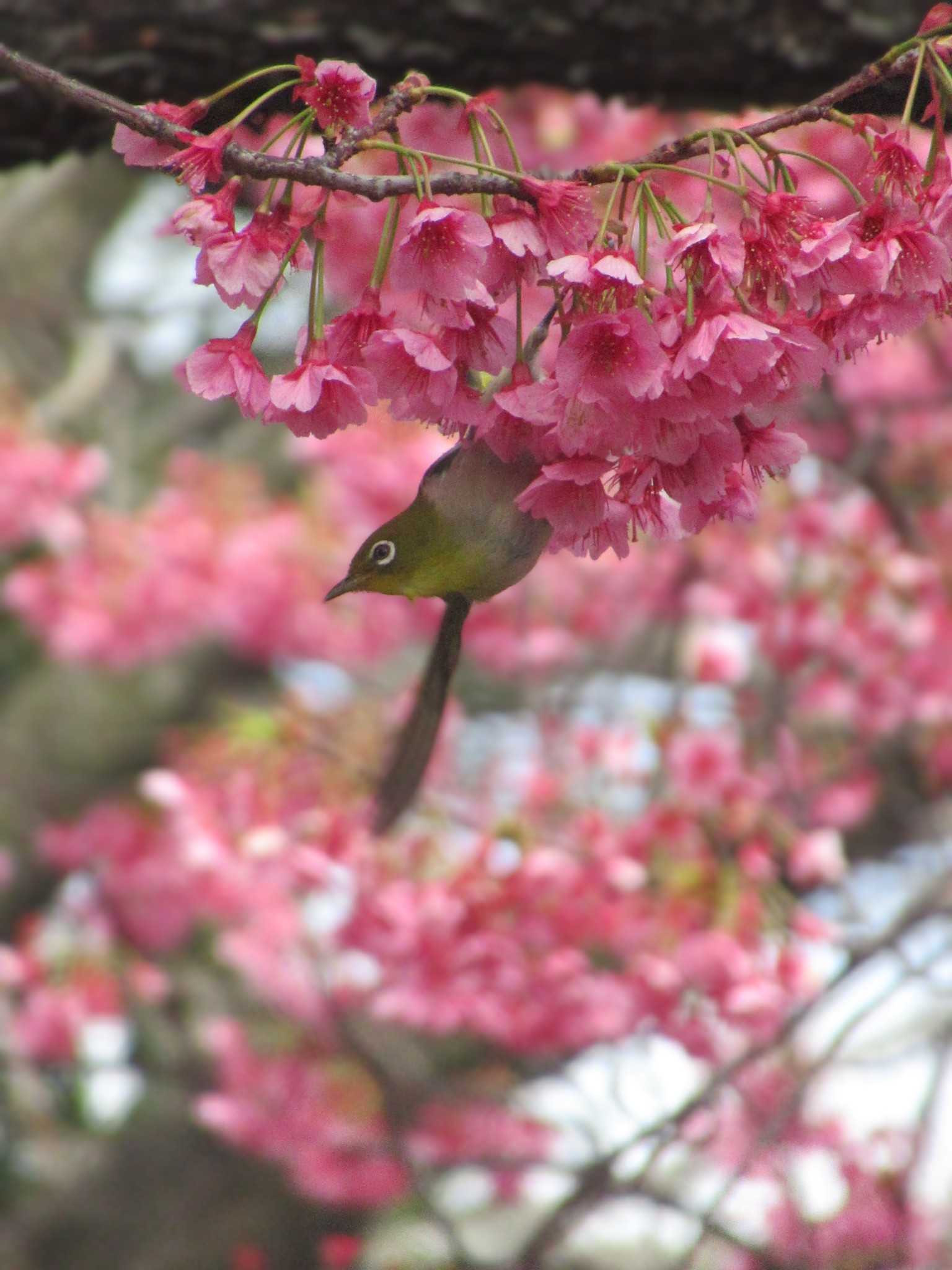 Warbling White-eye