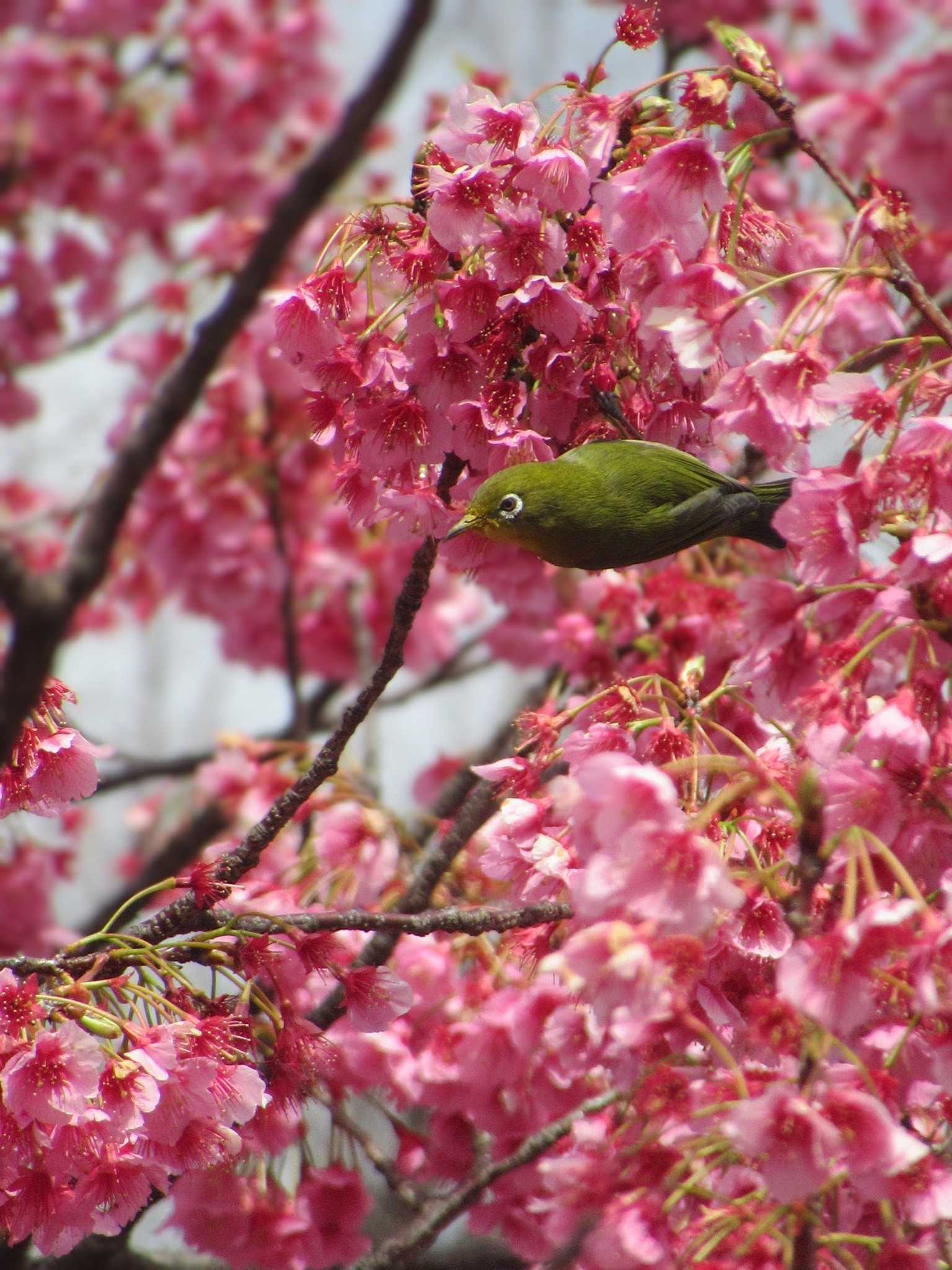 Warbling White-eye