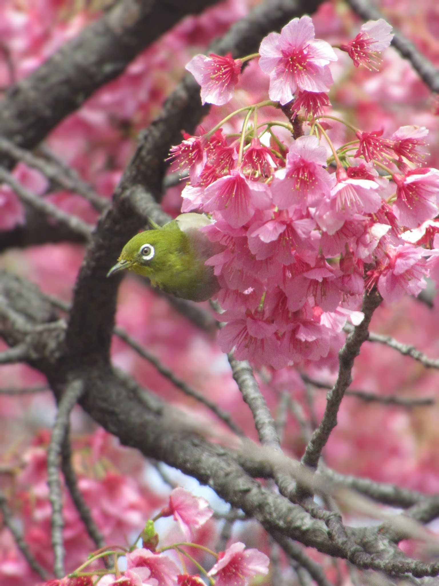 Warbling White-eye