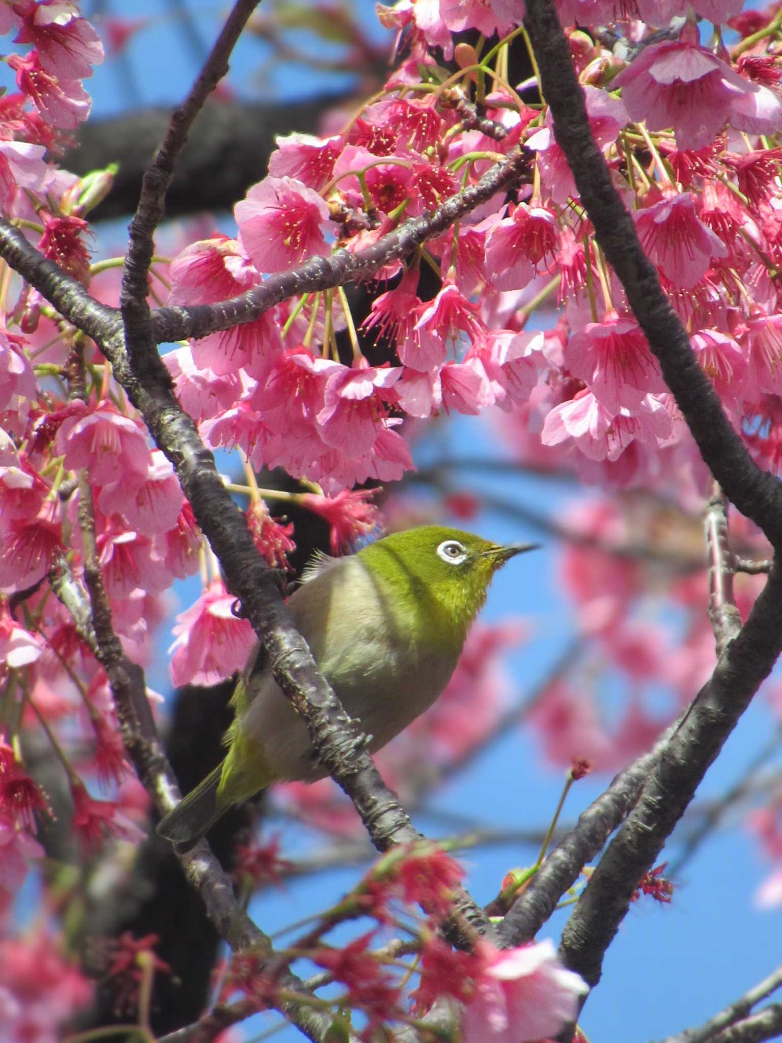 Warbling White-eye