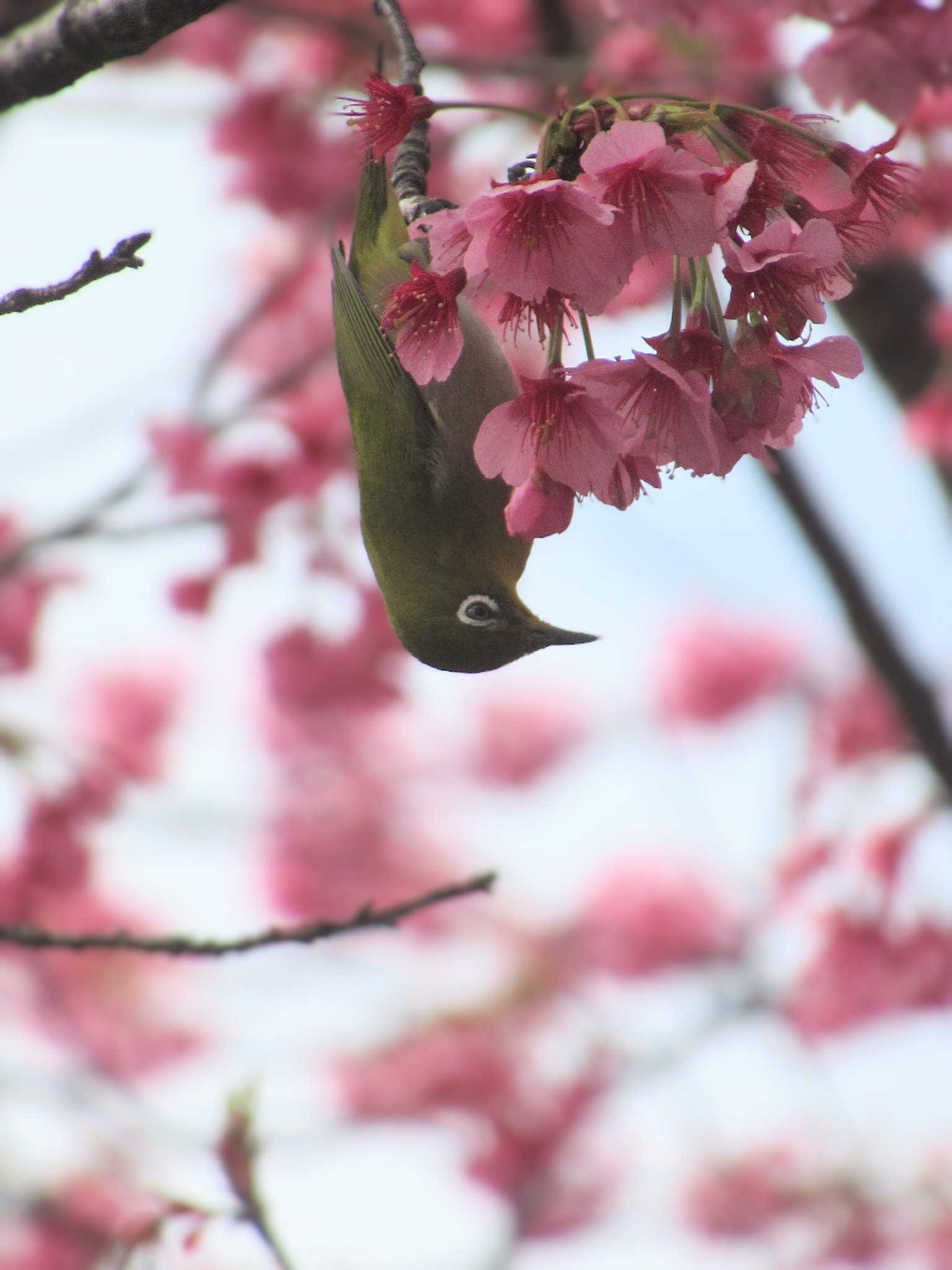 Warbling White-eye