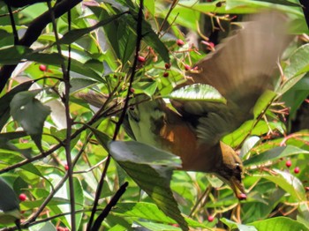 Sun, 2/18/2024 Birding report at 甲山森林公園