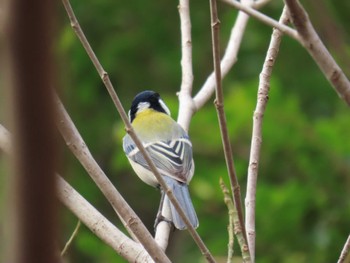 シジュウカラ 甲山森林公園 2024年2月18日(日)