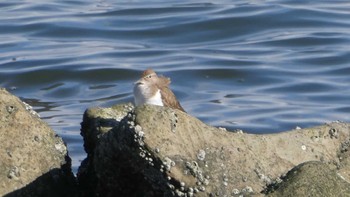 Common Sandpiper 新木場緑道公園(東京都江東区) Sun, 2/18/2024