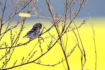 Common Redpoll 北海道 Unknown Date