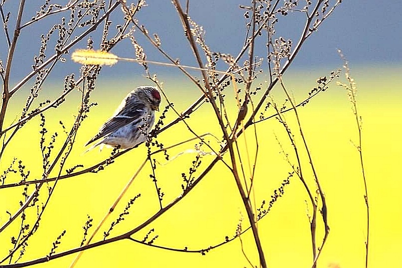 Photo of Common Redpoll at 北海道 by Markee Norman