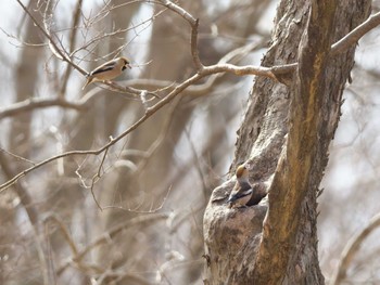 Hawfinch Sayama Park Sun, 2/18/2024