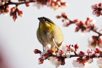 Warbling White-eye 早渕川 Sun, 2/18/2024