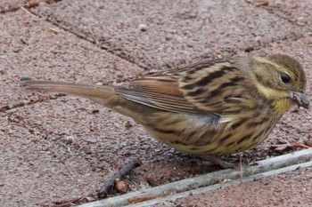 2024年1月20日(土) 都立狭山公園の野鳥観察記録