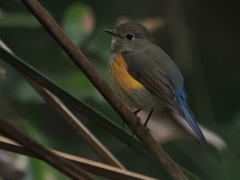 ルリビタキ 秋ヶ瀬公園 2024年2月18日(日)