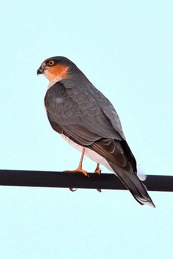 Eurasian Sparrowhawk 北海道 Unknown Date