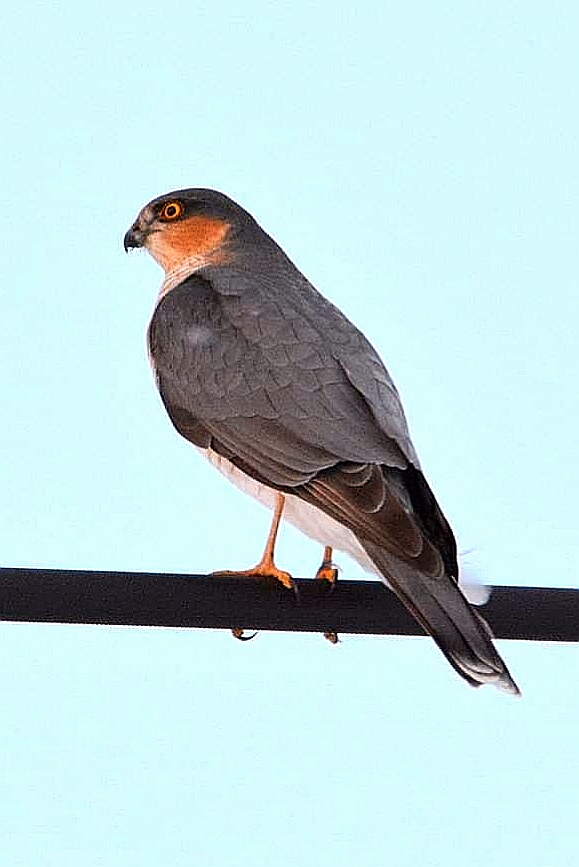 Eurasian Sparrowhawk