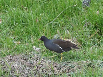 2024年2月18日(日) 野川の野鳥観察記録