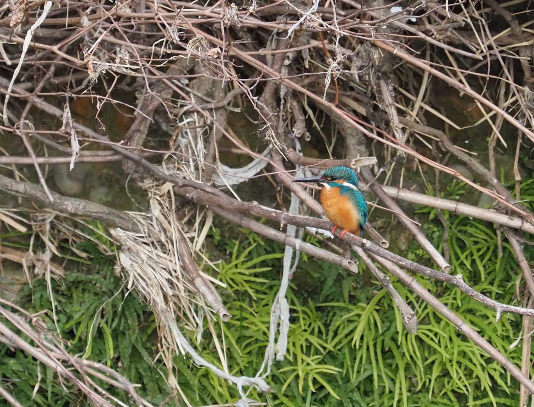 Photo of Common Kingfisher at Nogawa by でこまる