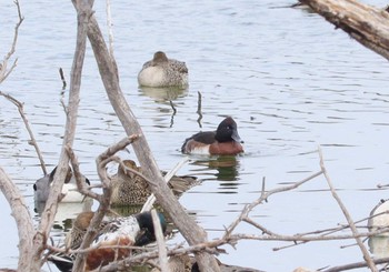 Baer's Pochard 勅使池(豊明市) Sat, 2/17/2024