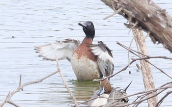 Baer's Pochard 勅使池(豊明市) Sat, 2/17/2024