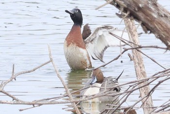 Sat, 2/17/2024 Birding report at 勅使池(豊明市)