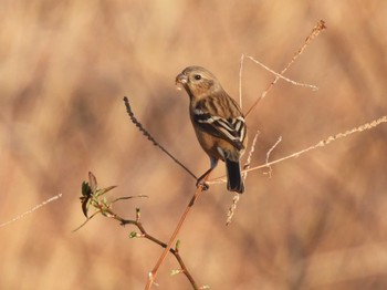 Siberian Long-tailed Rosefinch 芝川第一調節池(芝川貯水池) Sun, 2/18/2024