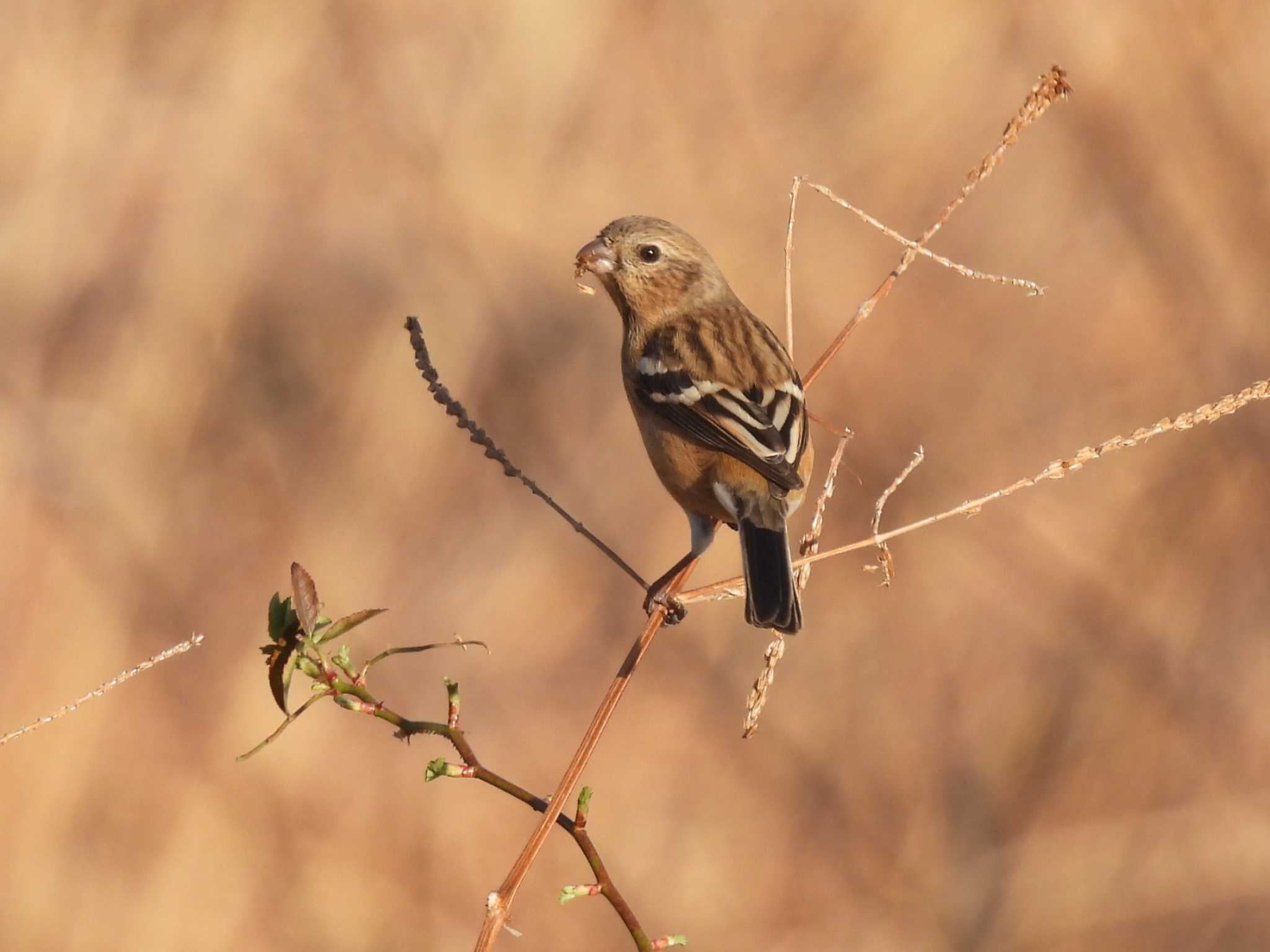 Siberian Long-tailed Rosefinch