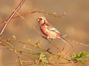 Siberian Long-tailed Rosefinch 芝川第一調節池(芝川貯水池) Sun, 2/18/2024