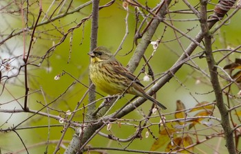 Sun, 2/18/2024 Birding report at Oizumi Ryokuchi Park