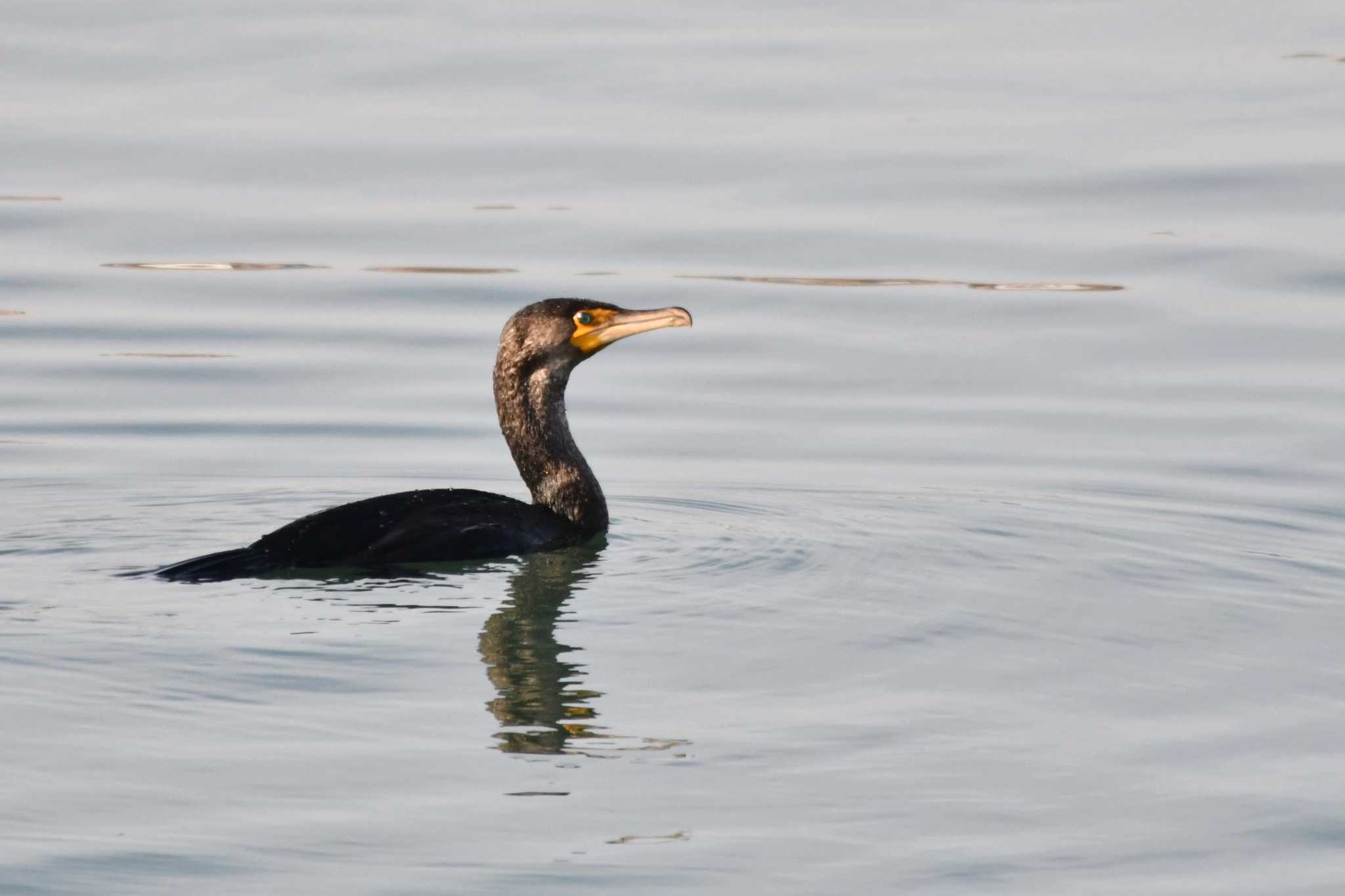 Japanese Cormorant