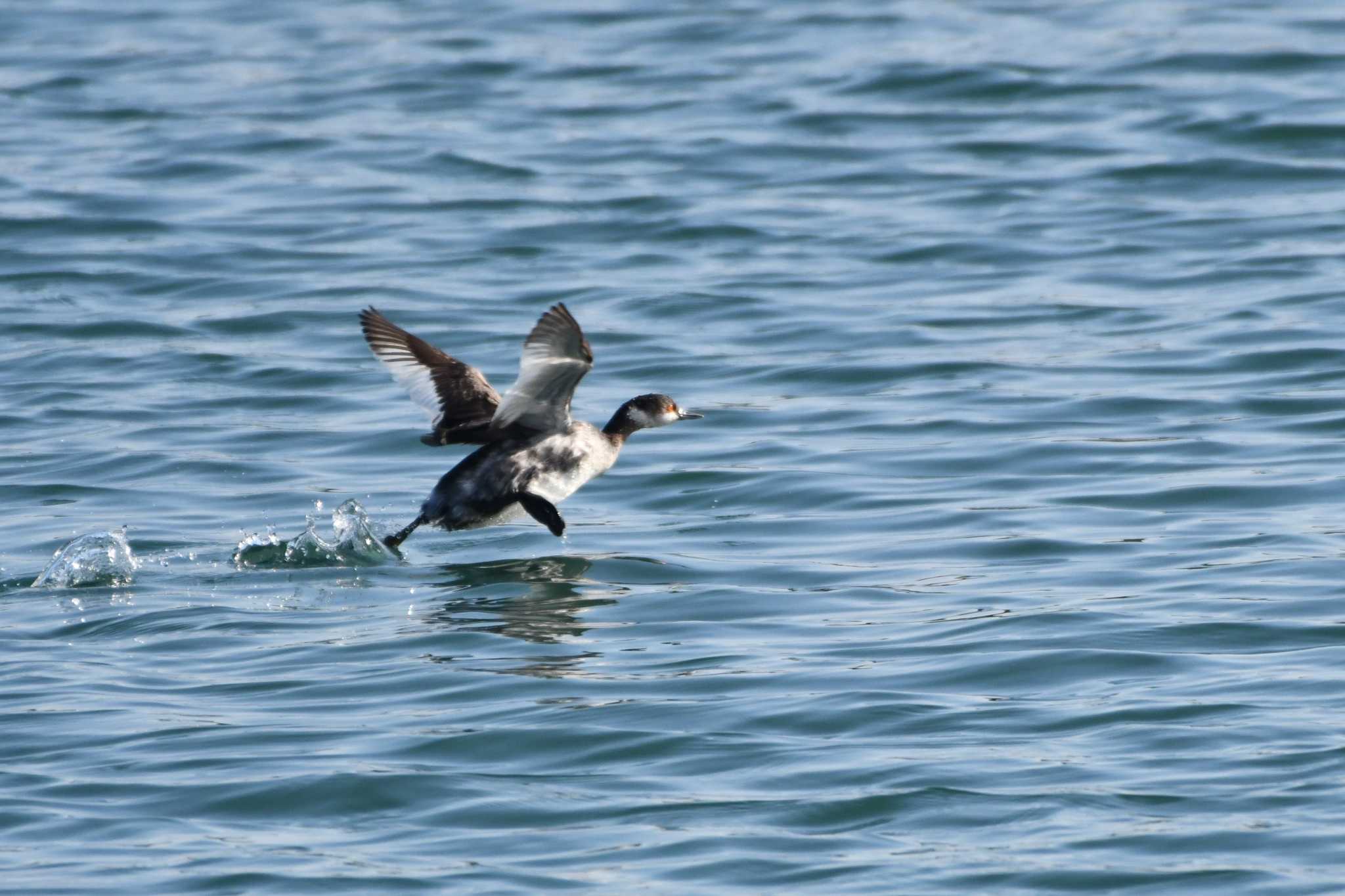 Photo of Black-necked Grebe at 飯岡漁港 by geto