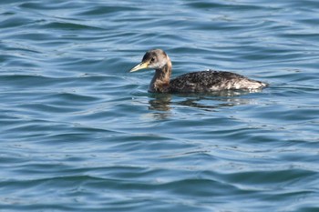 Red-necked Grebe 飯岡漁港 Wed, 2/14/2024